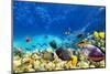 Wonderful and Beautiful Underwater World with Corals and Tropical Fish.-Brian Kinney-Mounted Photographic Print