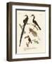 Wonderful Birds-null-Framed Giclee Print