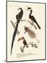 Wonderful Birds-null-Mounted Giclee Print