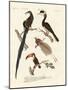 Wonderful Birds-null-Mounted Giclee Print