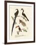 Wonderful Birds-null-Framed Giclee Print