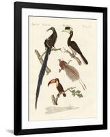 Wonderful Birds-null-Framed Giclee Print