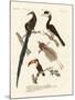 Wonderful Birds-null-Mounted Giclee Print