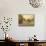 Wonderful Califonia-Kerne Erickson-Mounted Art Print displayed on a wall