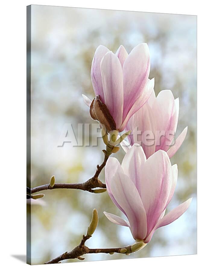 magnolia flower bloom giclee print by wonderful dream at allposters com