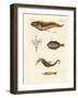 Wonderful Fish-null-Framed Giclee Print