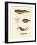 Wonderful Fish-null-Framed Giclee Print