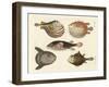 Wonderful Fish-null-Framed Giclee Print