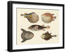 Wonderful Fish-null-Framed Giclee Print