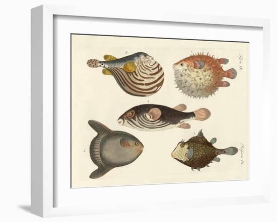 Wonderful Fish-null-Framed Giclee Print