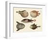 Wonderful Fish-null-Framed Giclee Print