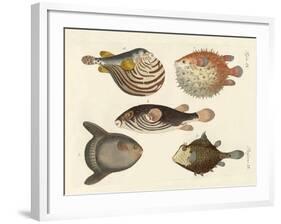 Wonderful Fish-null-Framed Giclee Print