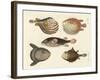 Wonderful Fish-null-Framed Giclee Print