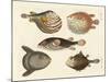 Wonderful Fish-null-Mounted Giclee Print