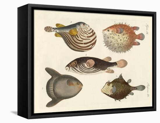 Wonderful Fish-null-Framed Stretched Canvas