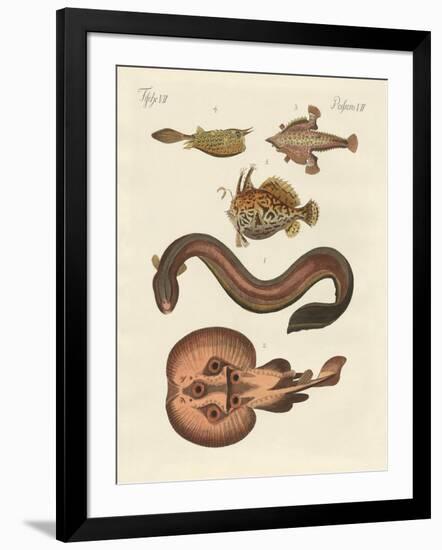 Wonderful Fish-null-Framed Giclee Print