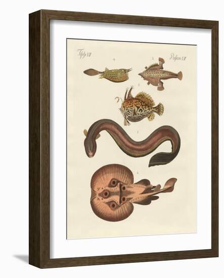 Wonderful Fish-null-Framed Giclee Print