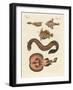 Wonderful Fish-null-Framed Giclee Print