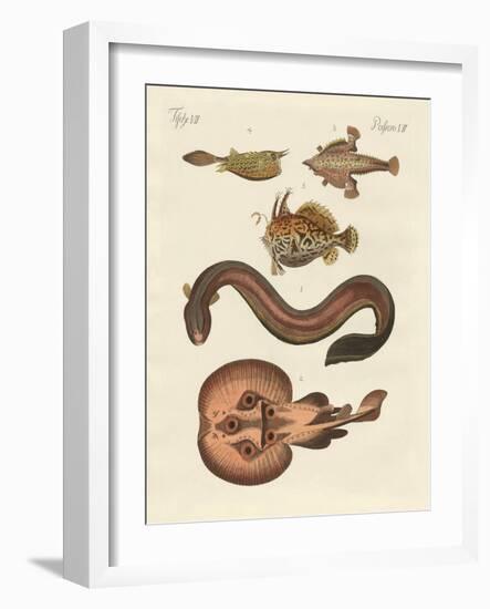 Wonderful Fish-null-Framed Giclee Print