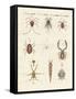 Wonderful Insects-null-Framed Stretched Canvas