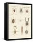 Wonderful Insects-null-Framed Stretched Canvas