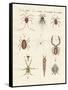 Wonderful Insects-null-Framed Stretched Canvas