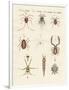 Wonderful Insects-null-Framed Premium Giclee Print
