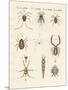 Wonderful Insects-null-Mounted Premium Giclee Print