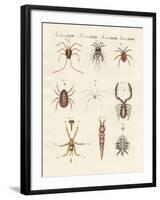 Wonderful Insects-null-Framed Giclee Print