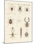 Wonderful Insects-null-Mounted Giclee Print