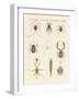 Wonderful Insects-null-Framed Giclee Print