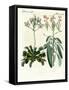 Wonderful Plants-null-Framed Stretched Canvas