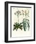 Wonderful Plants-null-Framed Giclee Print