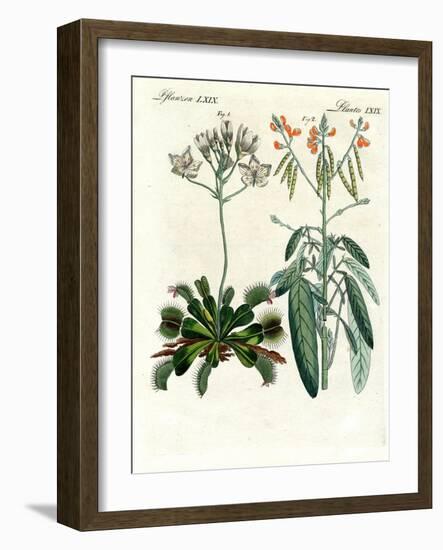 Wonderful Plants-null-Framed Giclee Print