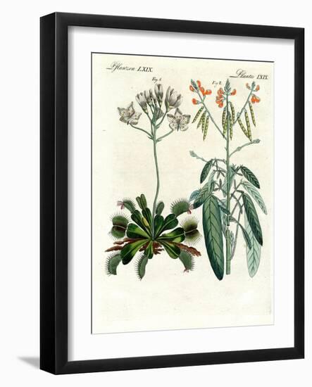 Wonderful Plants-null-Framed Giclee Print