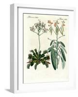 Wonderful Plants-null-Framed Giclee Print