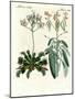 Wonderful Plants-null-Mounted Giclee Print