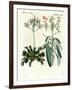 Wonderful Plants-null-Framed Giclee Print