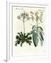 Wonderful Plants-null-Framed Giclee Print