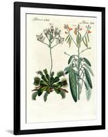 Wonderful Plants-null-Framed Giclee Print