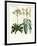 Wonderful Plants-null-Framed Giclee Print