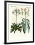 Wonderful Plants-null-Framed Giclee Print