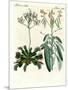 Wonderful Plants-null-Mounted Giclee Print