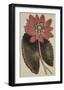 Wonderous Water Lily-Robert Sweet-Framed Art Print