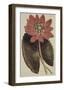 Wonderous Water Lily-Robert Sweet-Framed Art Print