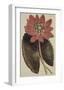 Wonderous Water Lily-Robert Sweet-Framed Art Print