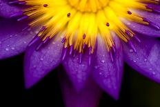 Symmetrical Lotus for Conceptual Photo-wong yu liang-Photographic Print