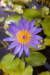 Blue Lotus-Wongsiri Subhayon-Photographic Print