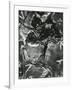 Wood, 1970-Brett Weston-Framed Photographic Print