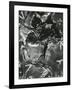 Wood, 1970-Brett Weston-Framed Photographic Print